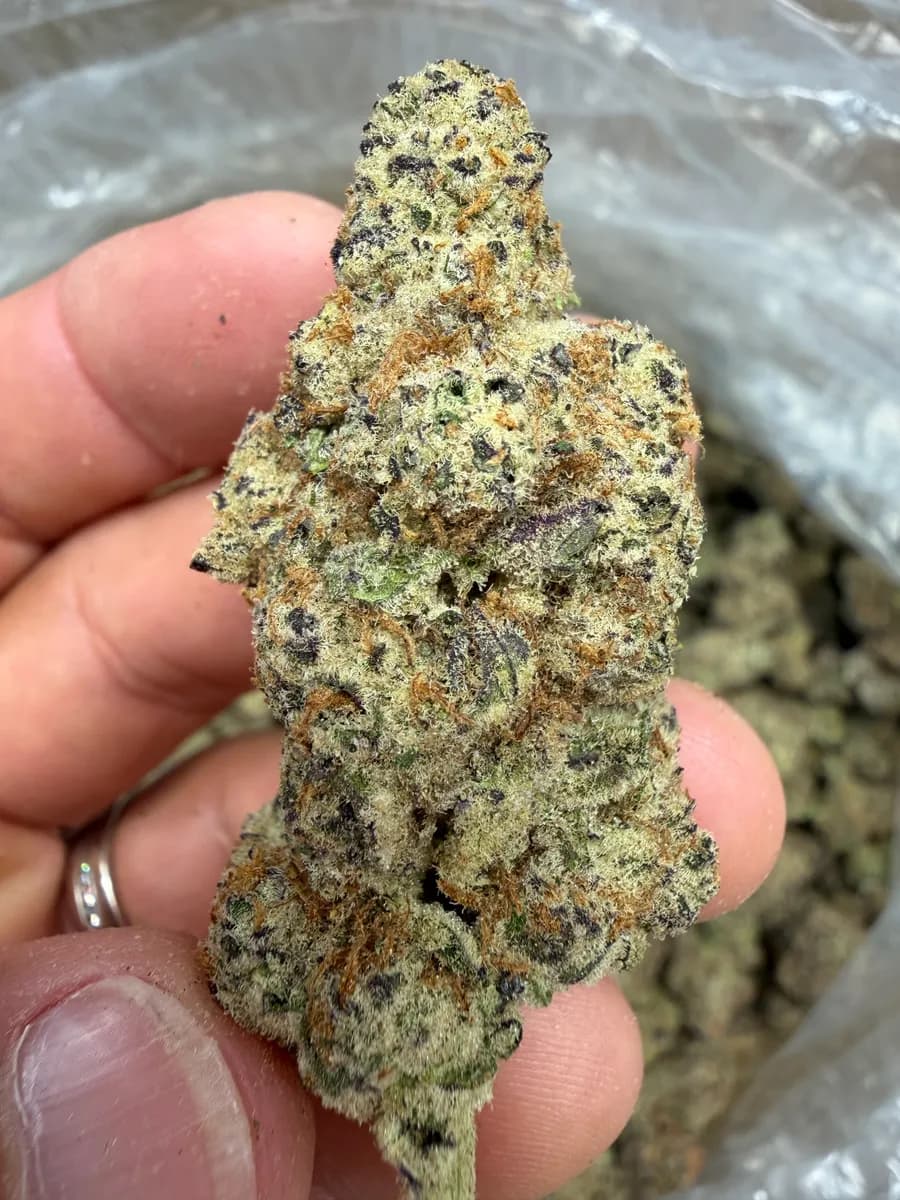Black Cherry Soda wholesale hemp flower
