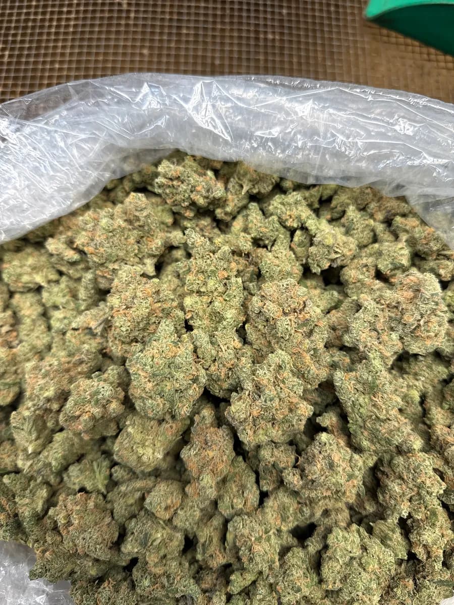 Blue Dream wholesale hemp flower