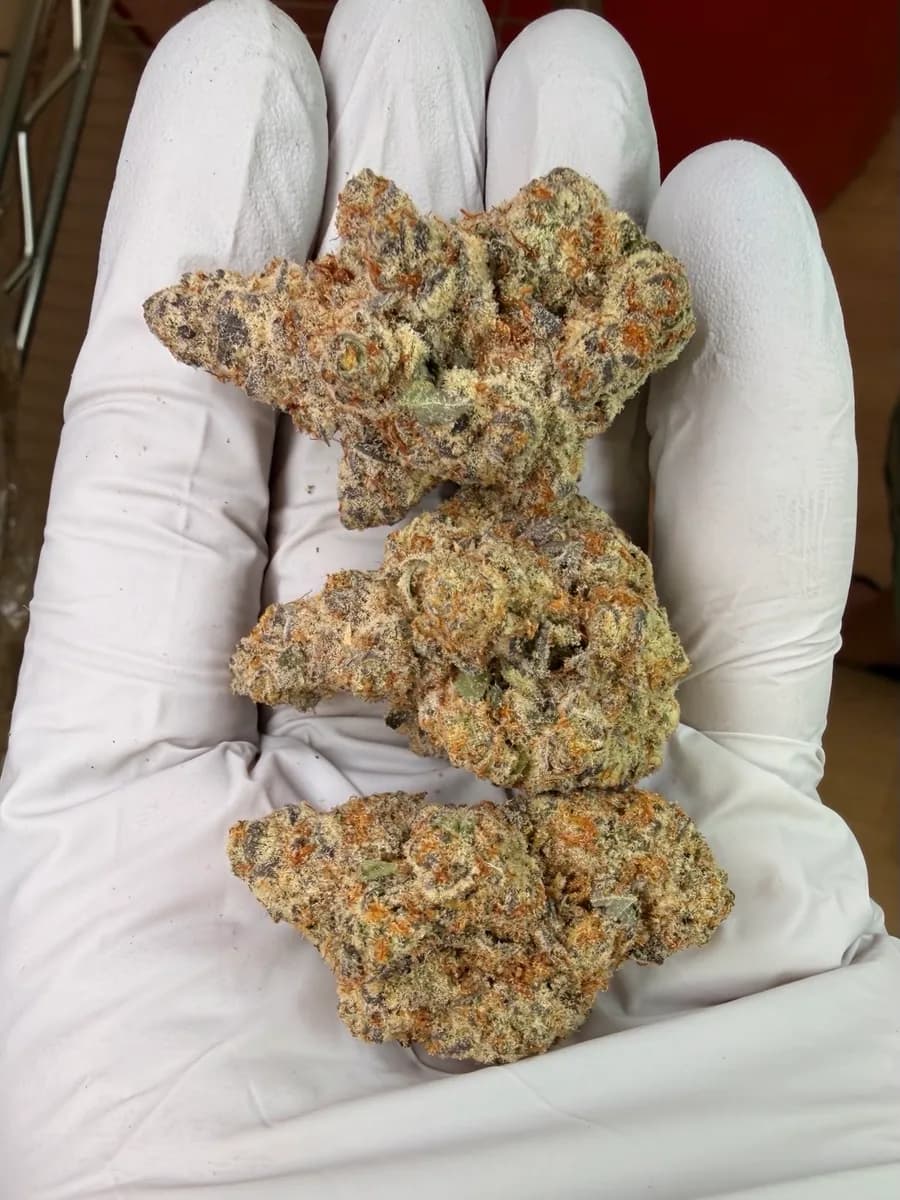 Candy Fumes wholesale hemp flower