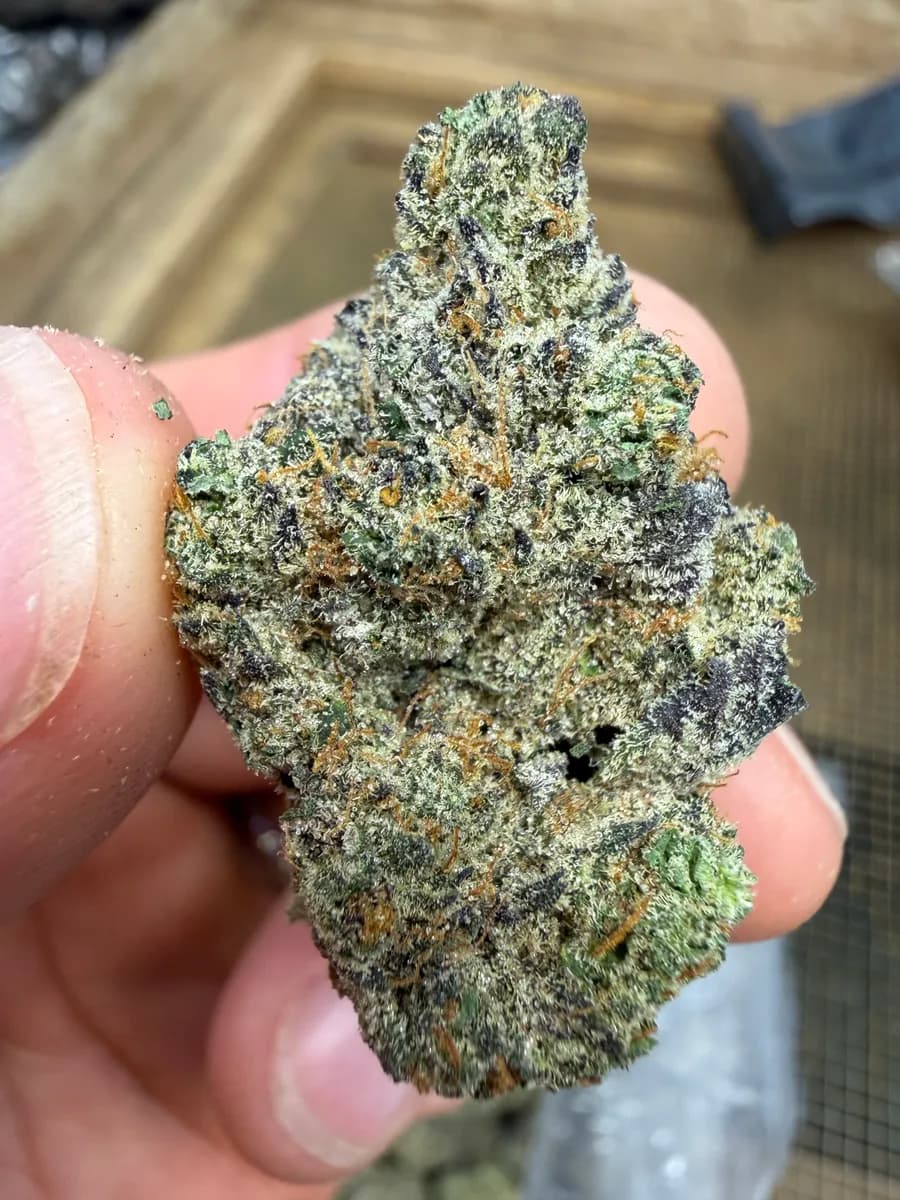 Cheetoz wholesale hemp flower