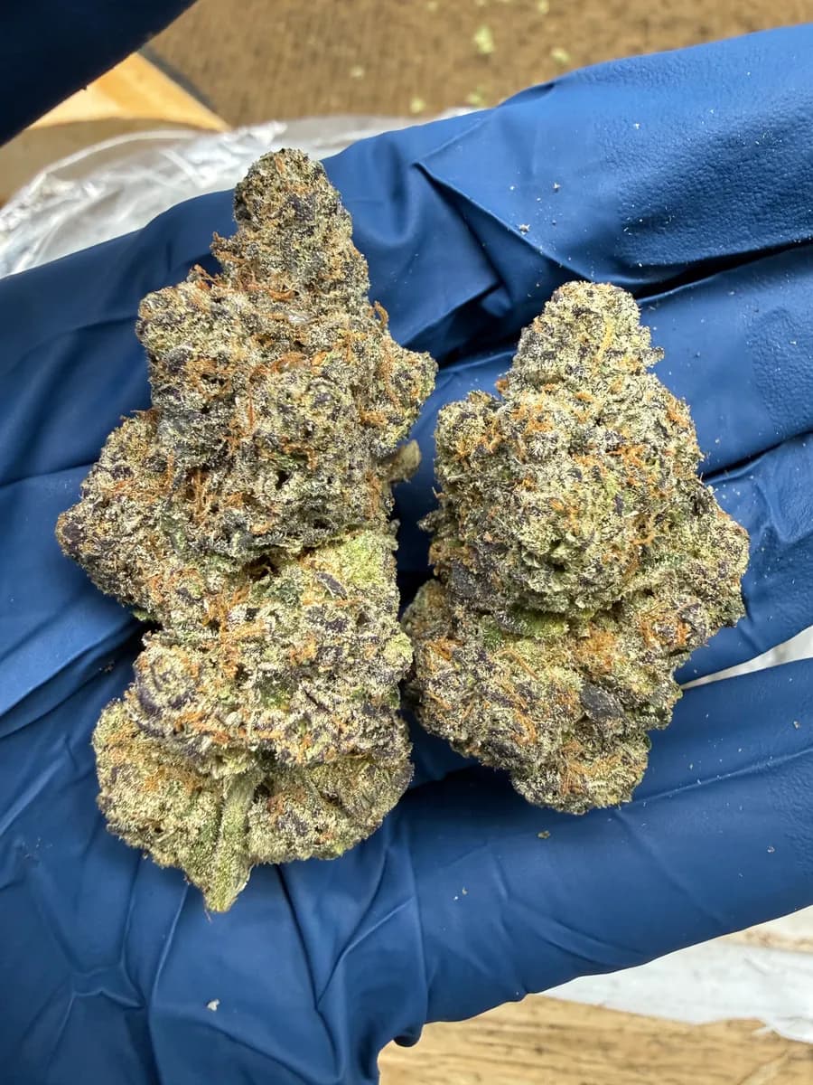 Citrus Tart wholesale hemp flower