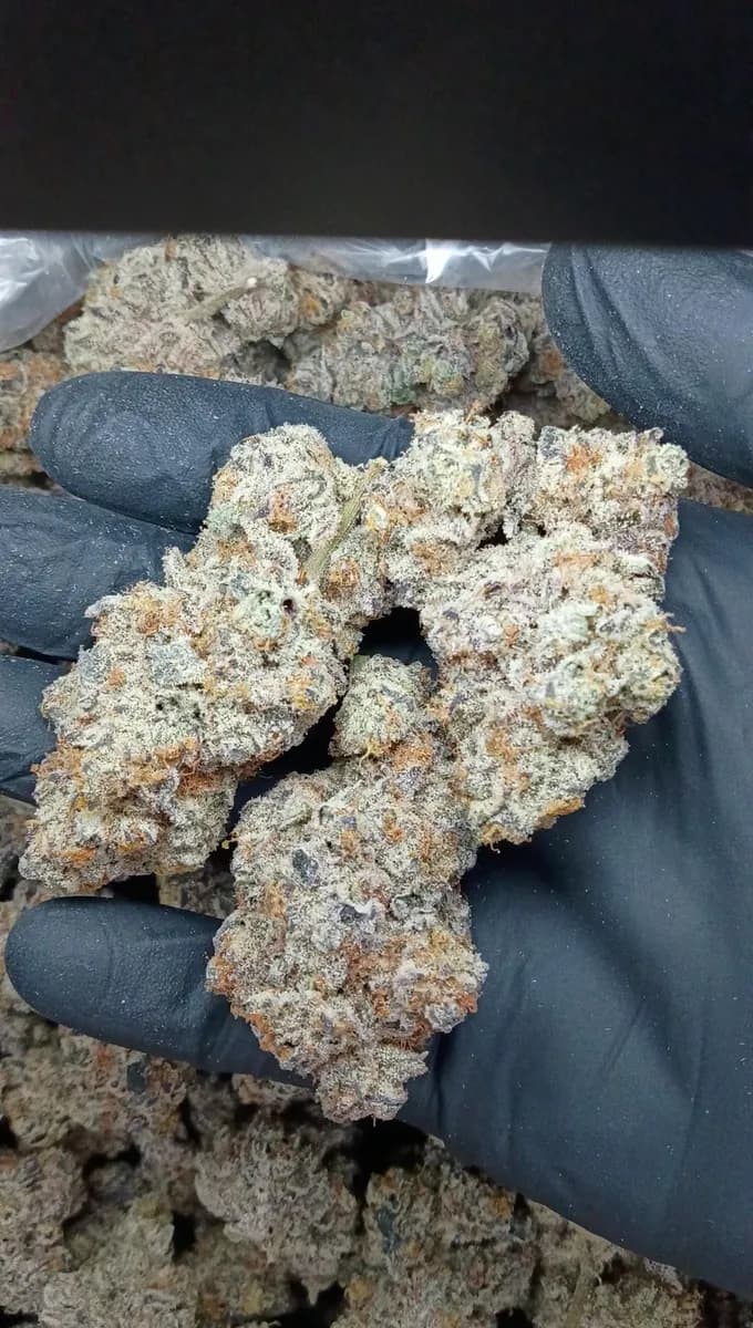 Dante Wrath wholesale hemp flower