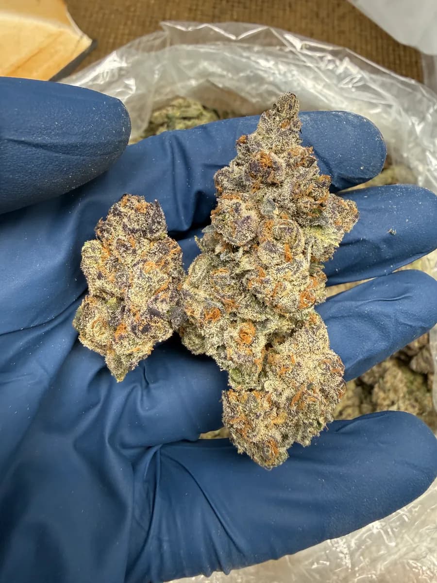 Lemon Cherry Swirl wholesale hemp flower
