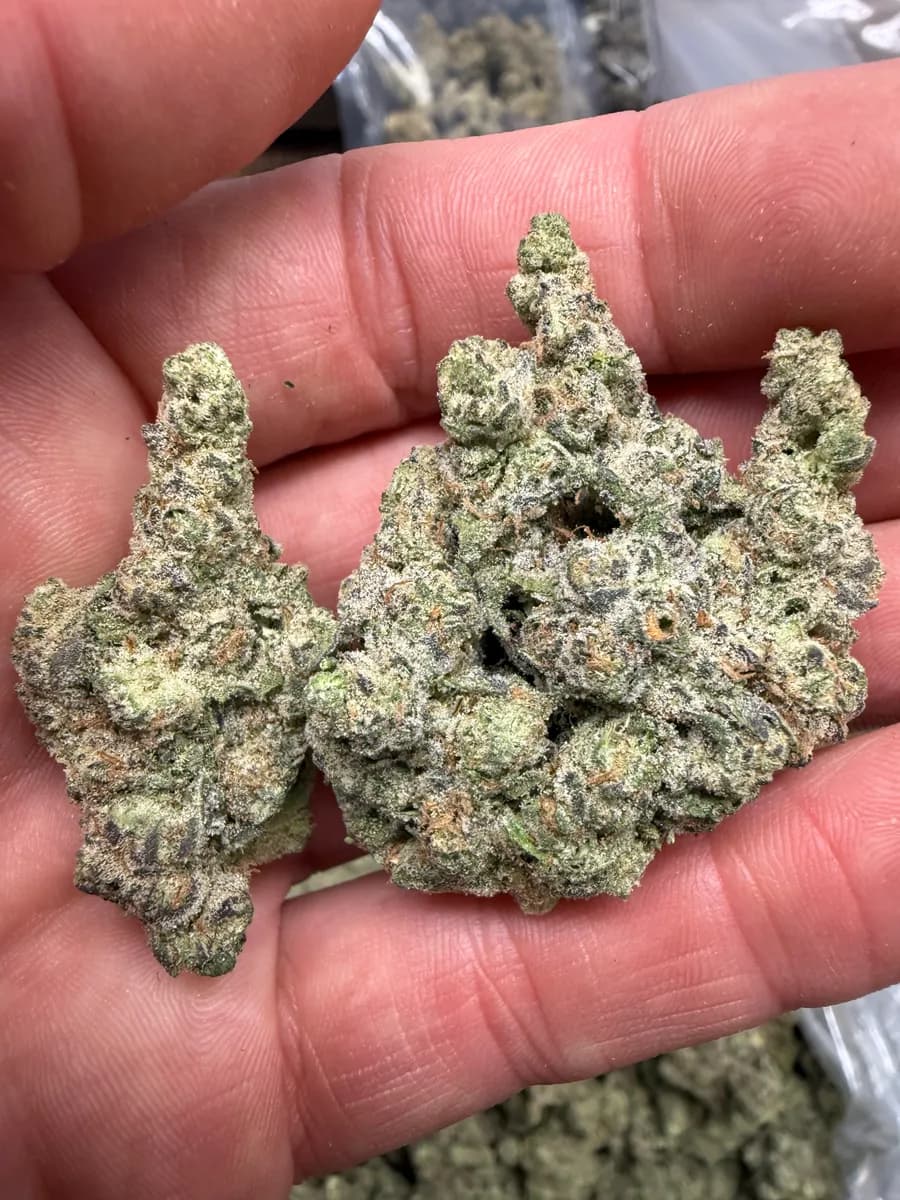 Mango Mentality wholesale hemp flower