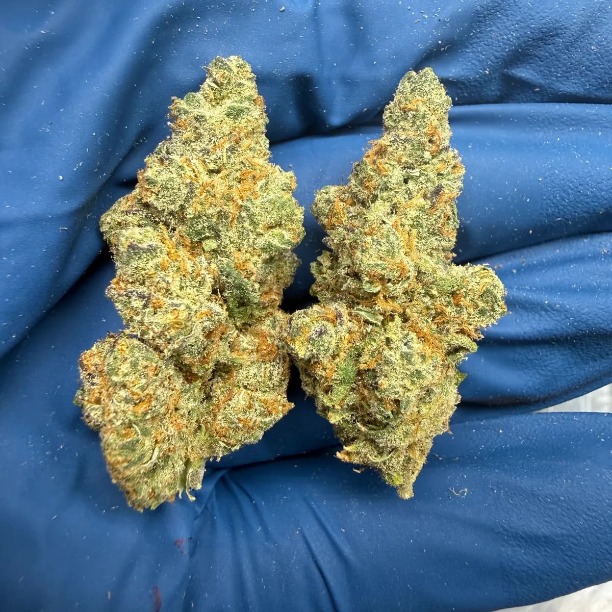Meat Breath wholesale hemp flower