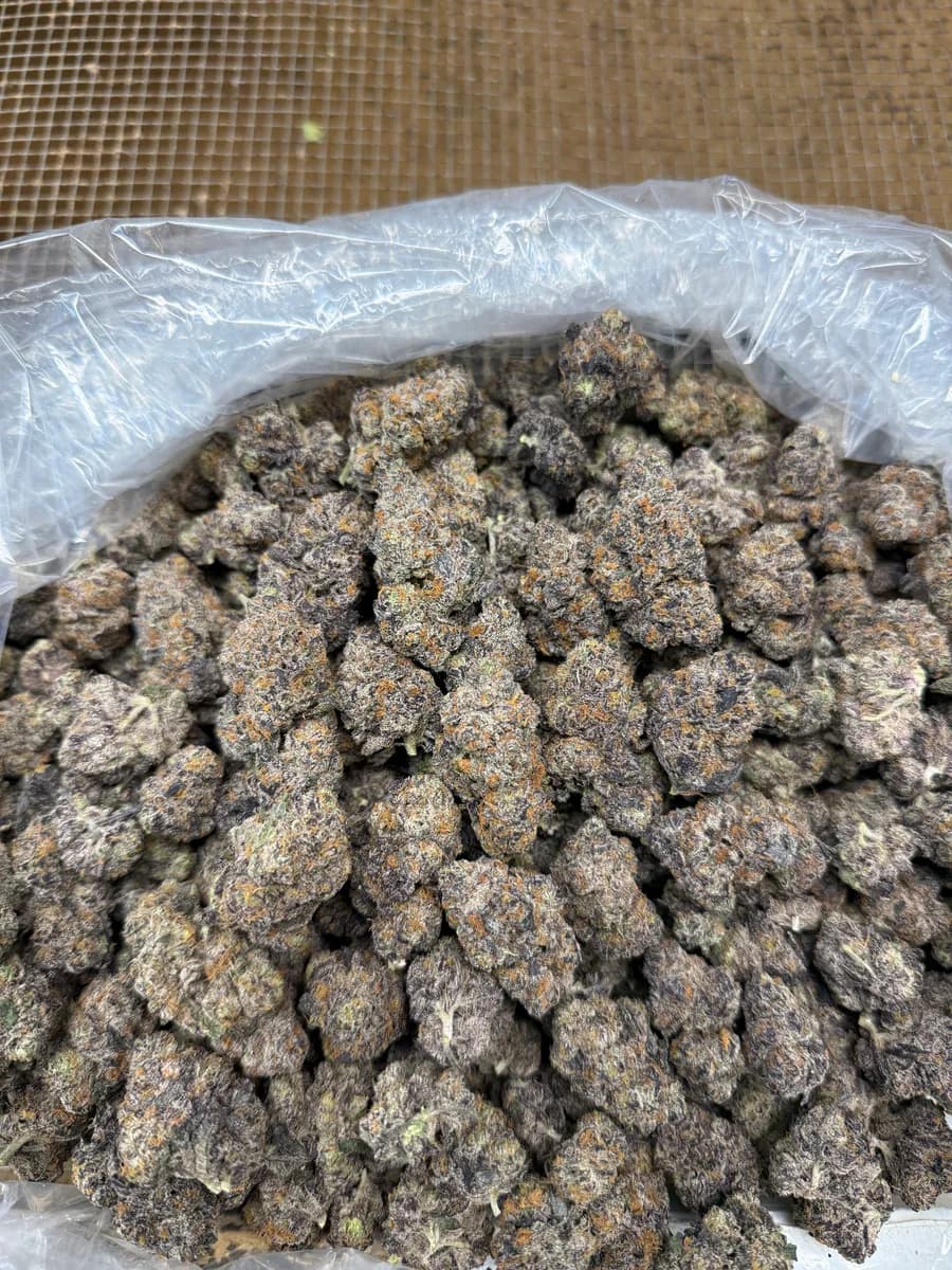 Orange Apricot MAC wholesale hemp flower