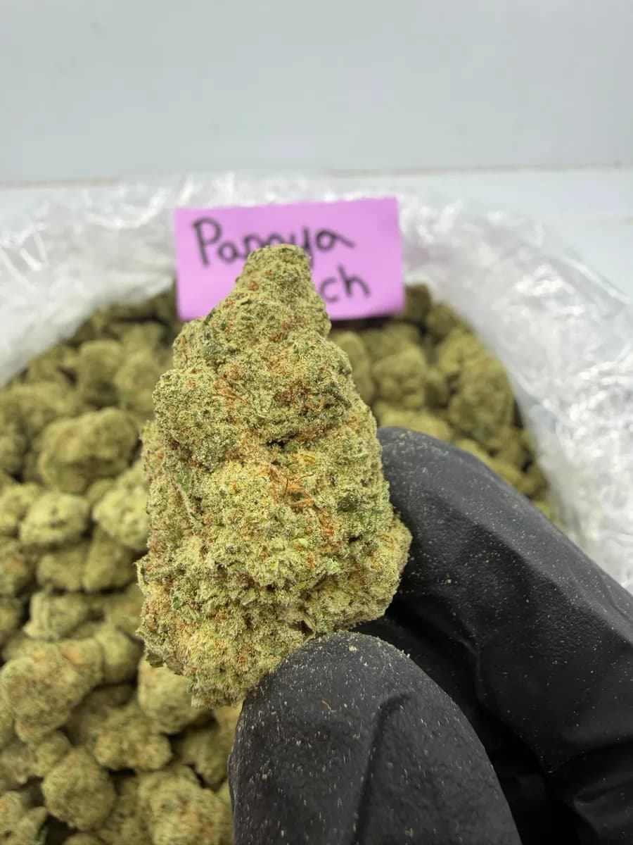 Papaya Punch wholesale hemp flower