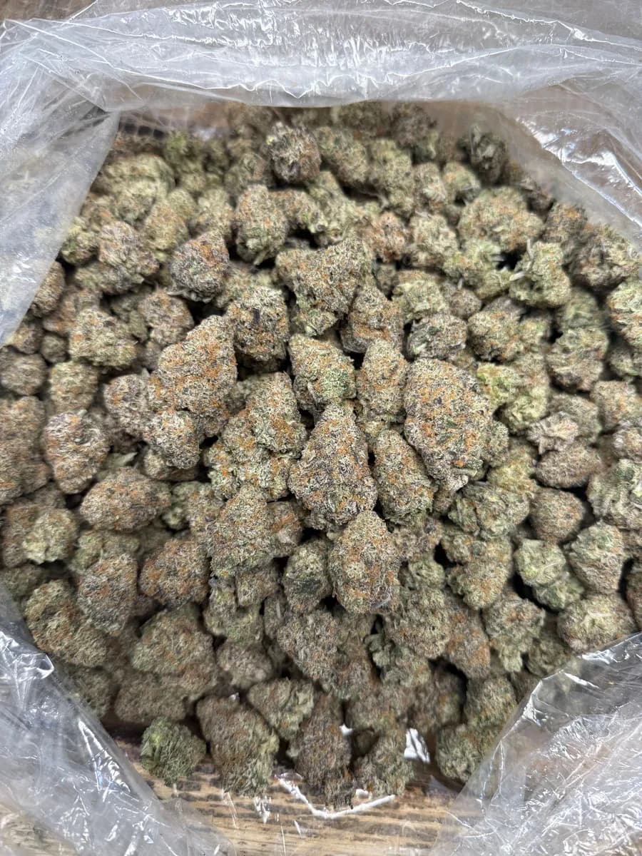Purple Haze wholesale hemp flower