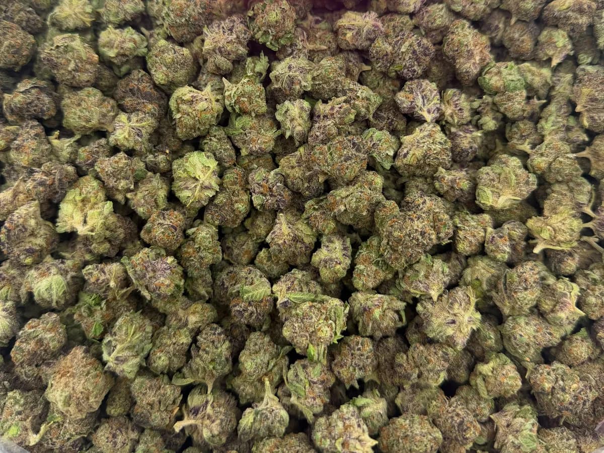 Purple Rhino wholesale hemp flower