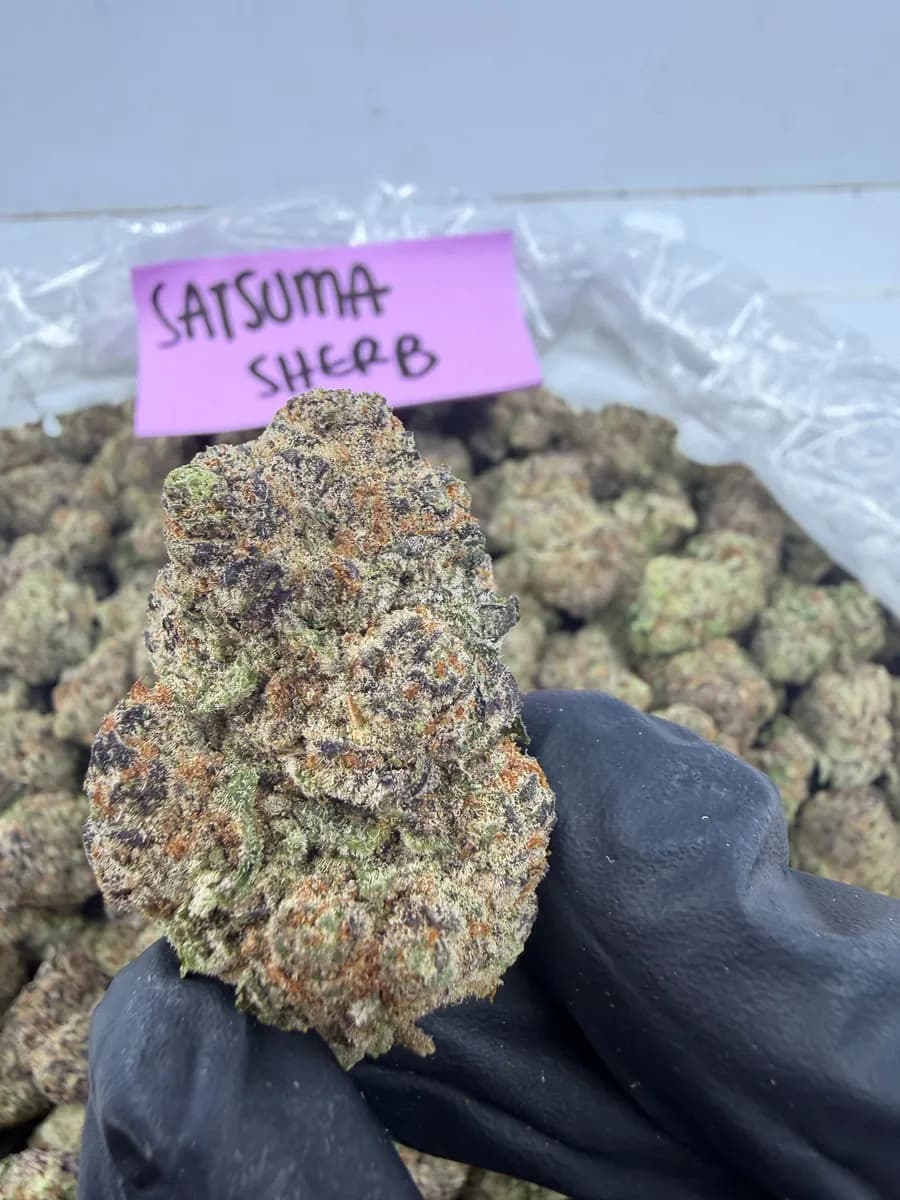 Satsuma Sherb wholesale hemp flower